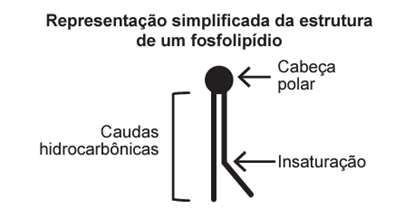 Questão 116 – ENEM 2019 -